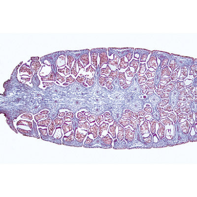 Pteridófitas (Samambaias) - Francês, 1003901 [W13015F], Preparados para microscopia LIEDER