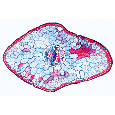 Angiospermae I. Gymnospermae - French, 1003905 [W13016F], Microscope Slides LIEDER