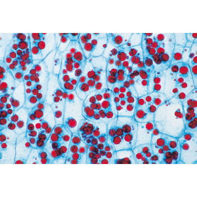 Angiospermae II. Cells and Tissues - German Slides, 1003908 [W13017], 德语