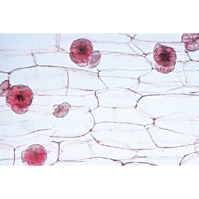 Angiospermas, Células e tecidos - Francês, 1003909 [W13017F], Preparados para microscopia LIEDER