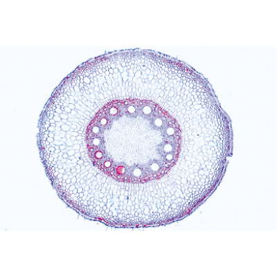 Angiospermas, Raiz - Francês, 1003913 [W13018F], Preparados para microscopia LIEDER