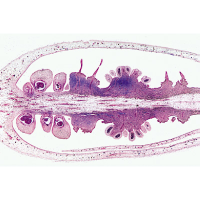 Angiospermas, Flores - Espanhol, 1003927 [W13021S], Preparados para microscopia LIEDER