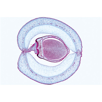 Angiospermas, Frutos e sementes - Alemão, 1003928 [W13022], Preparados para microscopia LIEDER