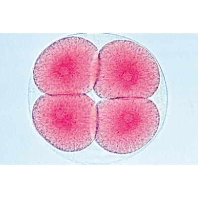 Embriologia de Ouriço-do-mar (Psammechinus miliaris) - Espanhol, 1003947 [W13026S], Preparados para microscopia LIEDER