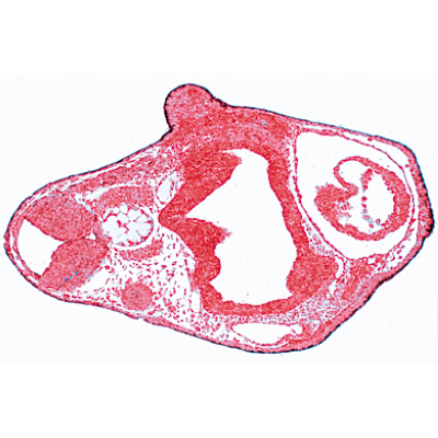 Embriologia de Rã (Rana) - Alemão, 1003948 [W13027], Preparados para microscopia LIEDER