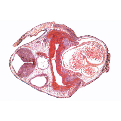 Embriologia de Rã (Rana) - Alemão, 1003948 [W13027], Preparados para microscopia LIEDER