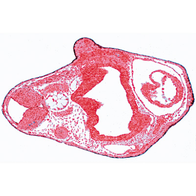 Embriologia de Rã (Rana) - Espanhol, 1003951 [W13027S], Espanhol