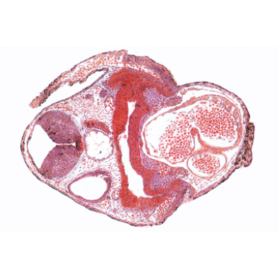 Embriologia de Rã (Rana) - Espanhol, 1003951 [W13027S], Espanhol