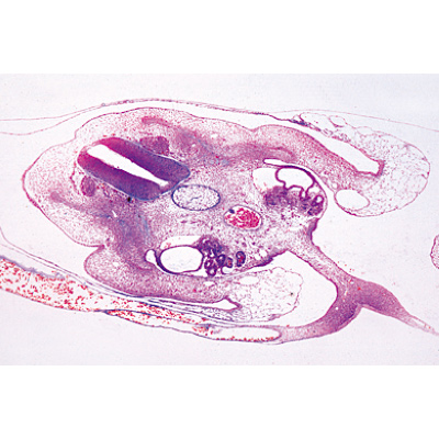 Embriologia da galinha (Gallus domesticus) - Alemão, 1003952 [W13028], Preparados para microscopia LIEDER