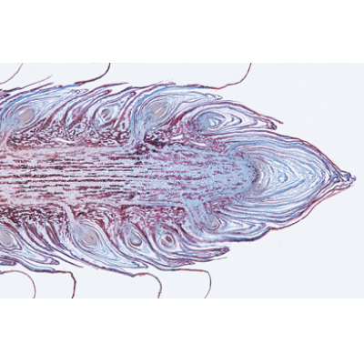 Embriologia do porco (Sus scrofa) - Alemão, 1003956 [W13029], Preparados para microscopia LIEDER