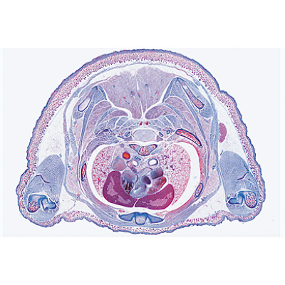 Embriologia do porco (Sus scrofa) - Espanhol, 1003959 [W13029S], Preparados para microscopia LIEDER