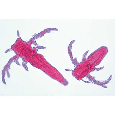 Crustacea - English Slides, 1003963 [W13033], 英语