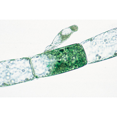 Algas - Inglês, 1003970 [W13041], Preparados para microscopia LIEDER