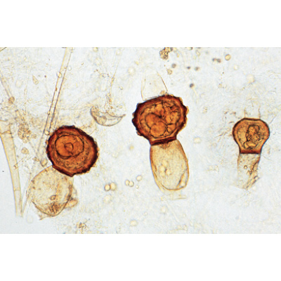 Fungos e Liquens - Inglês, 1003971 [W13042], Preparados para microscopia LIEDER