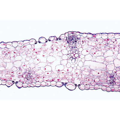 Angiospermas, Folhas - Inglês, 1003978 [W13049], Preparados para microscopia LIEDER