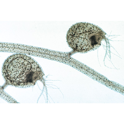 Angiospermas, Folhas - Inglês, 1003978 [W13049], Preparados para microscopia LIEDER