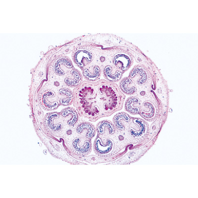 Angiospermas, Flores - Inglês, 1003979 [W13050], Preparados para microscopia LIEDER