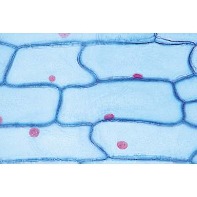 A célula vegetal - Inglês, 1003982 [W13053], Preparados para microscopia LIEDER
