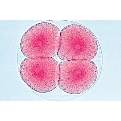 Tengeri sün embriológia (Psammechinus miliaris) - Angol nyelvű, 1003984 [W13055], Angol