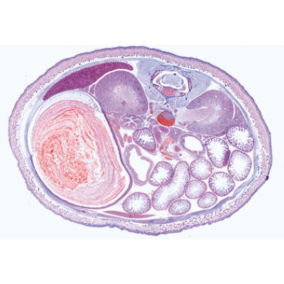 Embriologia do porco (Sus scrofa) - Inglês, 1003987 [W13058], Preparados para microscopia LIEDER