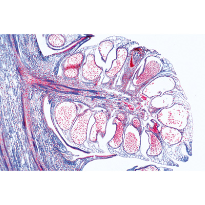 Pig embryology (Sus scrofa) - English Slides, 1003987 [W13058], Microscope Slides LIEDER