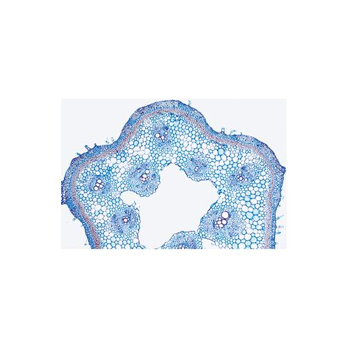 Série escolar C, Biologia geral - Italiano, 1013396 [W13069], Preparados para microscopia LIEDER