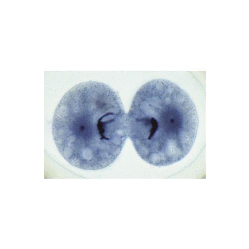 Biologie générale, Série D, complémentaire de A, B, et C - Italian, 1013397 [W13070], Préparations microscopiques LIEDER