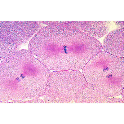 Mitosis and Meiosis Set II - German, 1013472 [W13080], Divisão celular