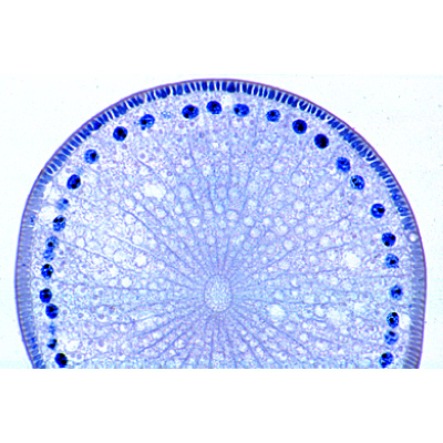 The Ascaris megalocephala Embryology - Spanish, 1013481 [W13086], Lames microscopiques Espagnol