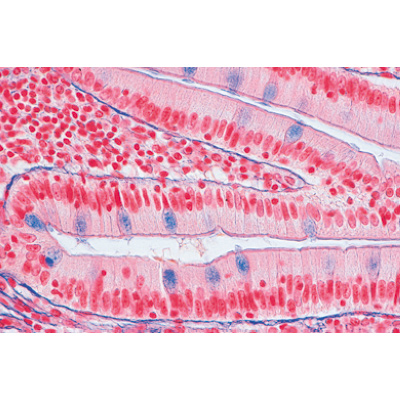 Jogo No. I. Células, tecidos e órgãos - Alemão, 1004050 [W13300], Preparados para microscopia LIEDER
