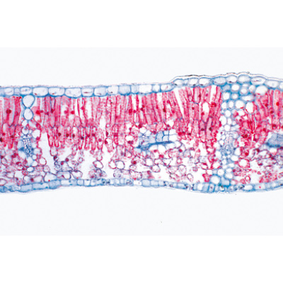 Jogo No. I. Células, tecidos e órgãos - Francês, 1004051 [W13300F], Preparados para microscopia LIEDER