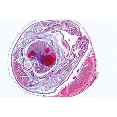 Jogo No. V. Genética, Reprodução e Embriologia - Alemão, 1004066 [W13304], Preparados para microscopia LIEDER