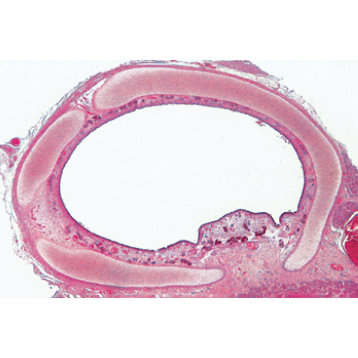 Histology of Mammalia, Elementary Set - French, 1004075 [W13306F], Microscope Slides LIEDER