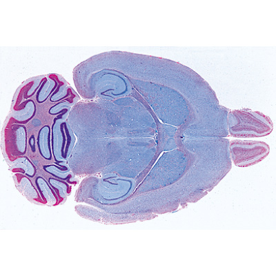 Histology of Mammalia, Supplementary Set - German Slides, 1004078 [W13307], Microscope Slides LIEDER