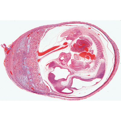 Histology of Mammalia, Supplementary Set - German Slides, 1004078 [W13307], Microscope Slides LIEDER