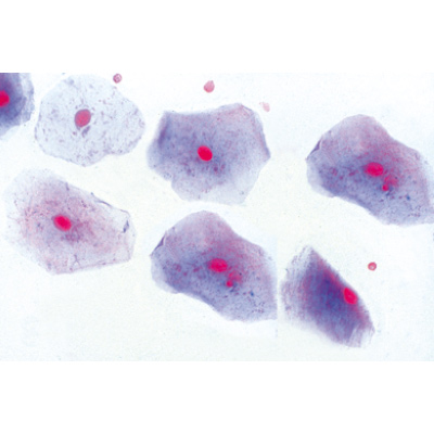 Normal Human Histology, Basic Set - German Slides, 1004082 [W13308], Microscope Slides LIEDER