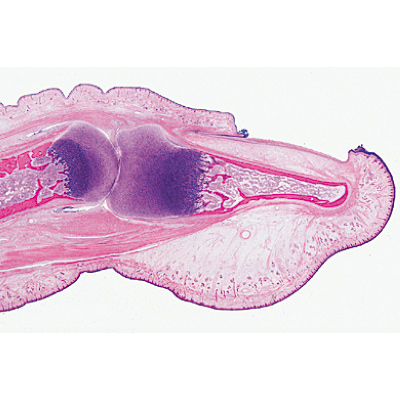 Normal Human Histology, Basic Set - German Slides, 1004082 [W13308], Microscope Slides LIEDER