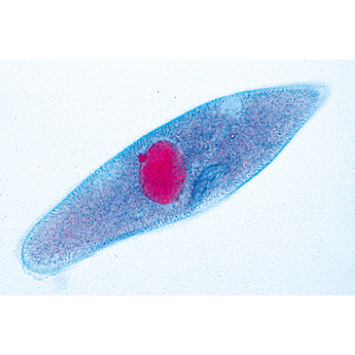 Invertebrados, Jogo Elementar - Francês, 1004131 [W13320F], Preparados para microscopia LIEDER