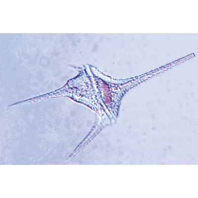Invertebrados, Jogo suplementar - Francês, 1004135 [W13321F], Preparados para microscopia LIEDER