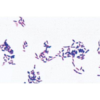 Bactérias Patogênicas - Espanhol, 1004149 [W13324S], Preparados para microscopia LIEDER