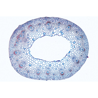 Disposição e Tipos de Feixes Vasculares - Francês, 1004171 [W13330F], Preparados para microscopia LIEDER