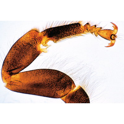 The Honey Bee (Apis mellifica) - German Slides, 1004210 [W13340], 无脊椎动物