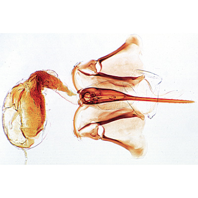 Apis mellifica, abelha - Alemão, 1004210 [W13340], Invertebrados (Invertebrata)