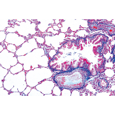Jogo No. I. Células, tecidos e órgãos - Inglês, 1004225 [W13400], Preparados para microscopia LIEDER