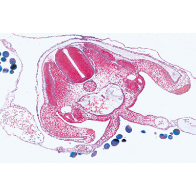 Jogo No. V. Genética, Reprodução e Embriologia - Inglês, 1004229 [W13404], Preparados para microscopia LIEDER