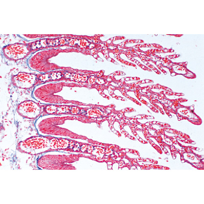 Histology of Vertebrata Excluding Mammalia - English Slides, 1004230 [W13405], Microscope Slides LIEDER