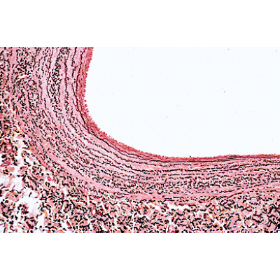 Histology of Mammalia, Elementary Set - English Slides, 1004231 [W13406], 현미경 슬라이드 LIEDER