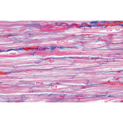 Respiratory and Circulatory System - English Slides, 1004238 [W13413], Microscope Slides LIEDER