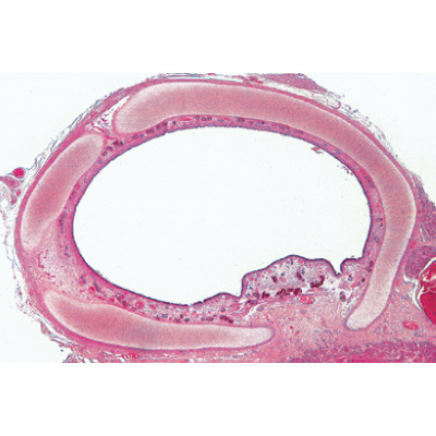 Respiratory and Circulatory System - English Slides, 1004238 [W13413], Microscope Slides LIEDER