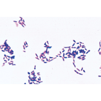 Pathogenic Bacteria - English Slides, 1004249 [W13424], Microscope Slides LIEDER